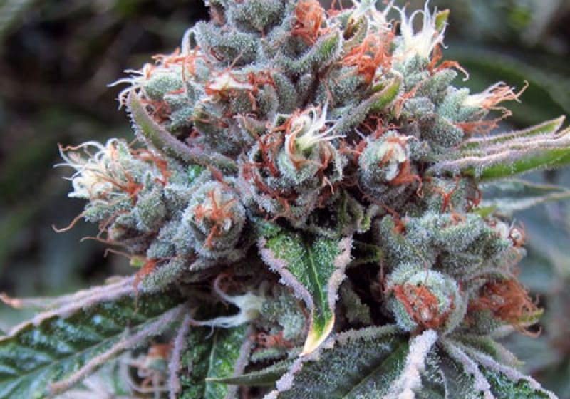 Fire OG Kush (Bx3)