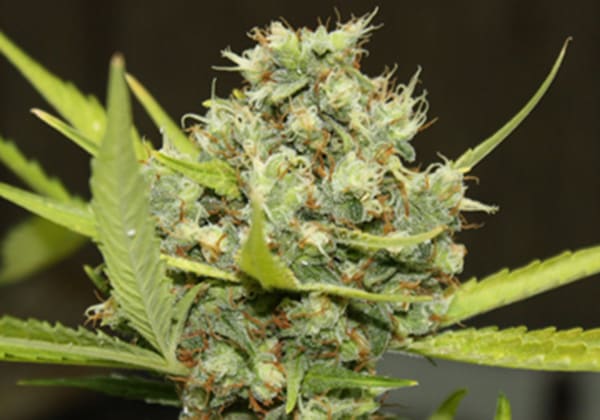 Pineapple Chunk