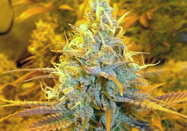 Jack the Ripper