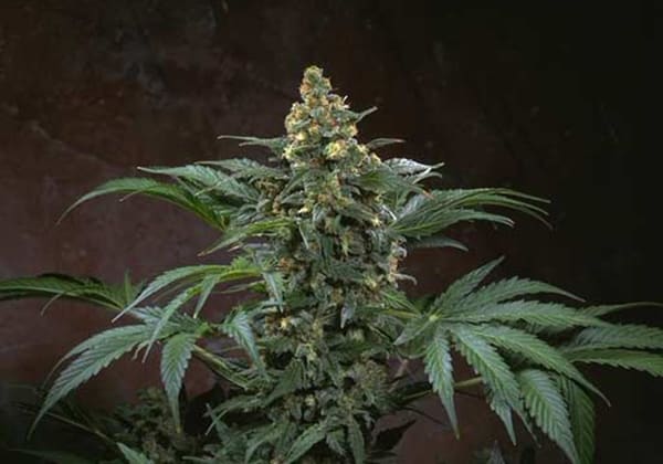 Bubble Gum - TH Seeds