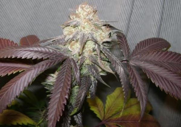 Ken’s Kush