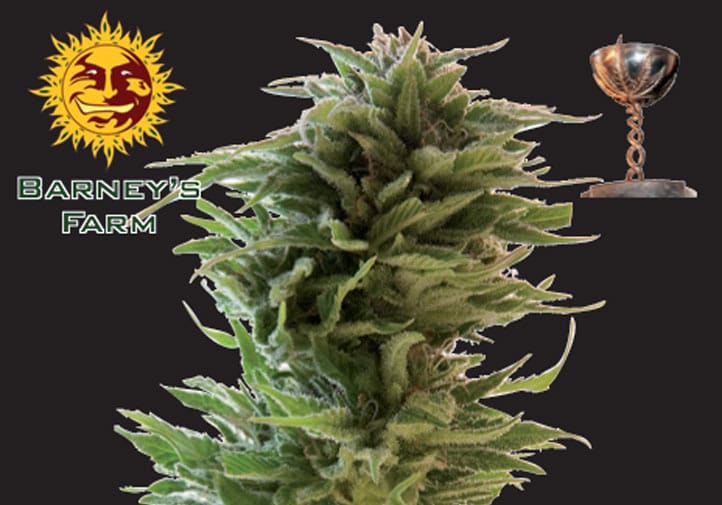 Amnesia Lemon
