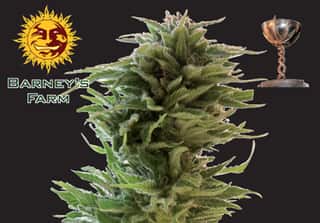 Amnesia Lemon