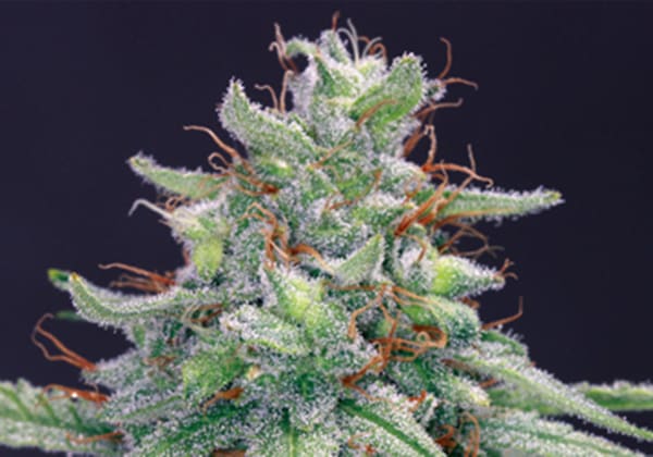 Blue Cheese
