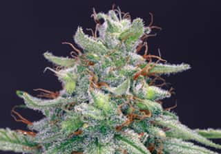 Blue Cheese