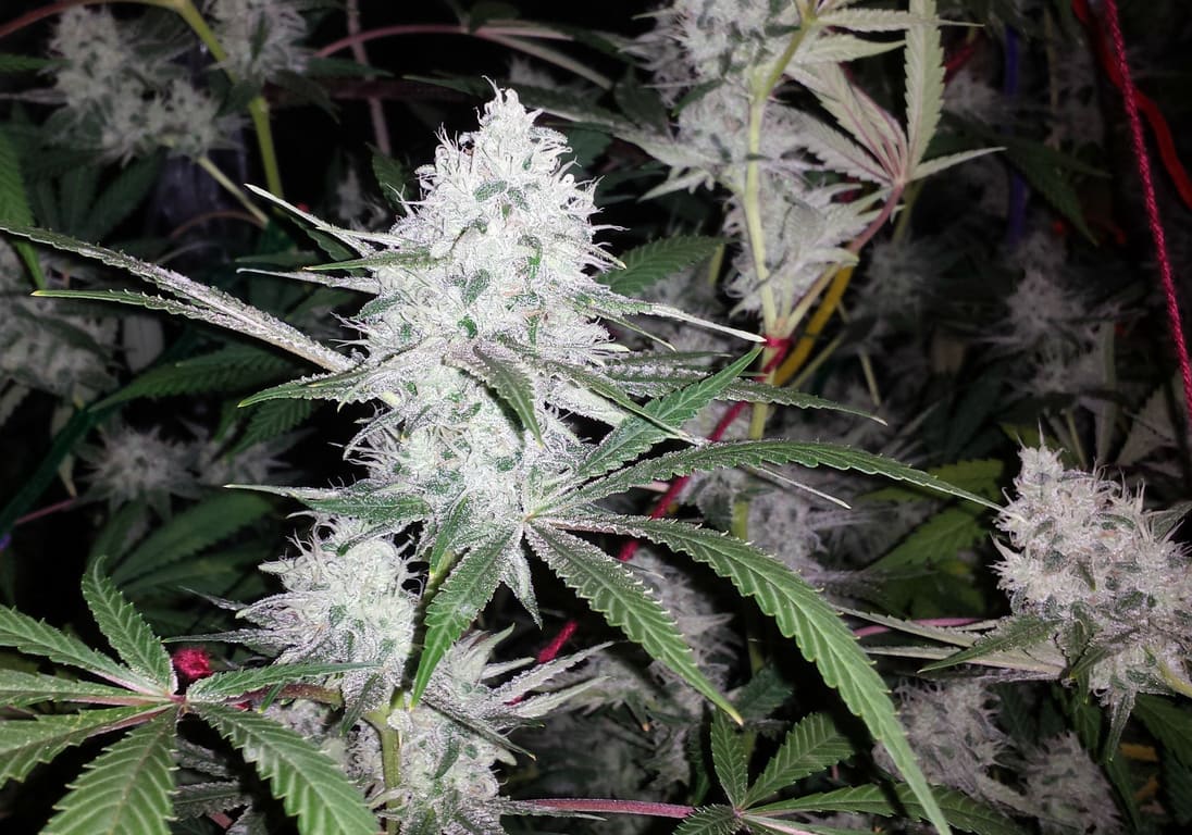 White Widow