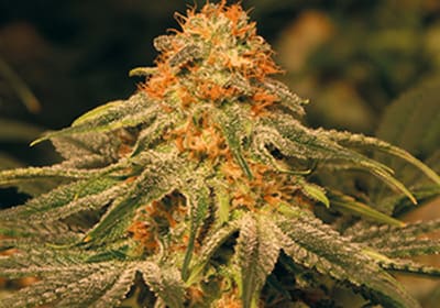 Vanilla Kush