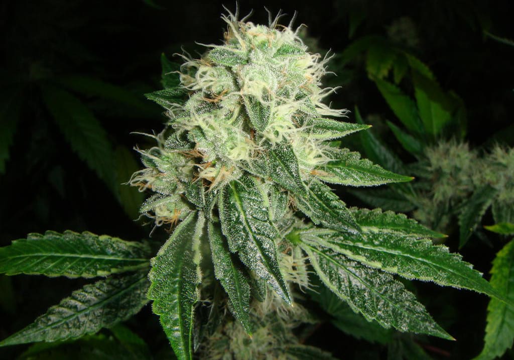 Tahoe OG Kush