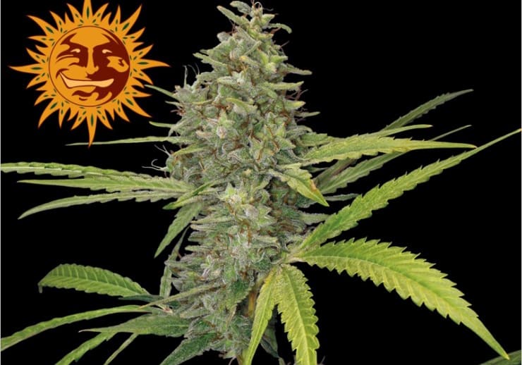G-13 Haze (BF)