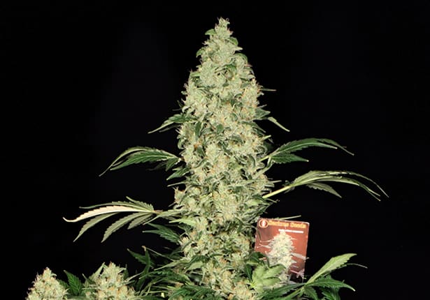 AK-47