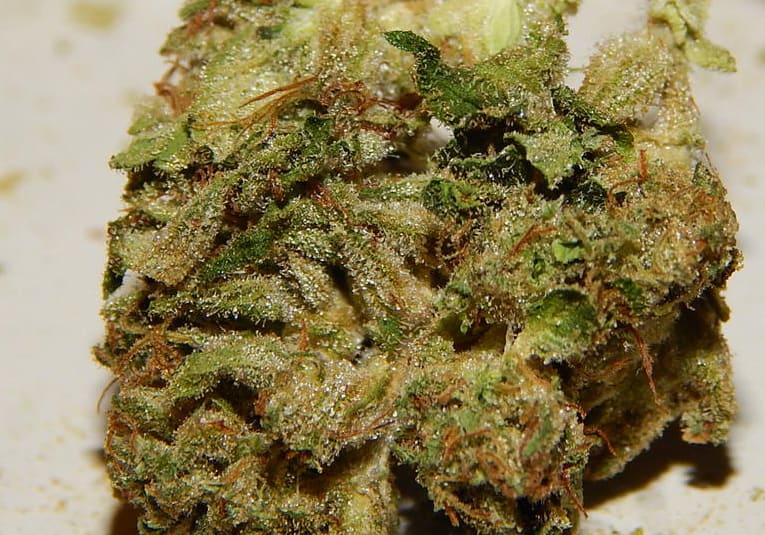 XXX ChemDawg