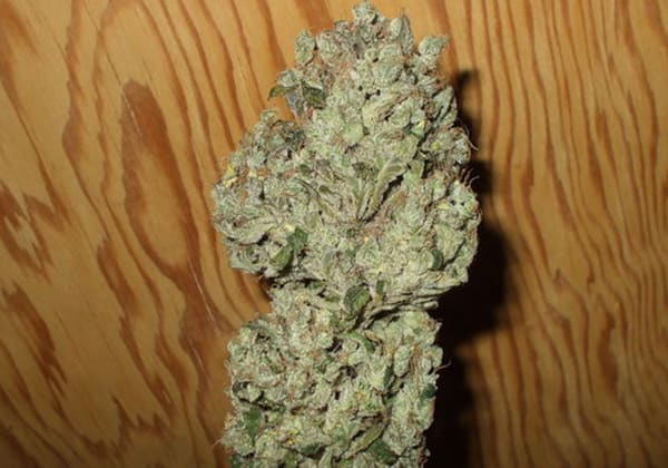 Sour Diesel