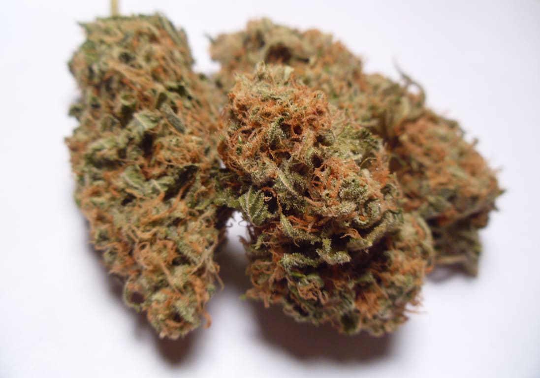 White Dawg