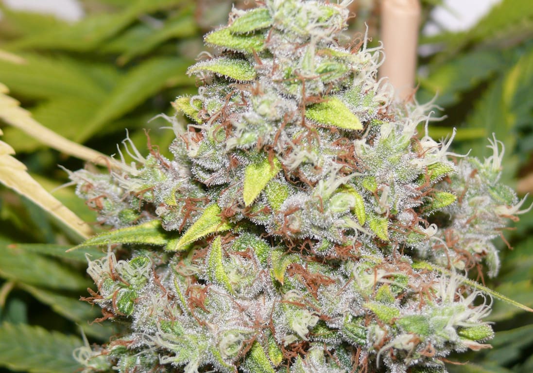 Cali Hash Plant