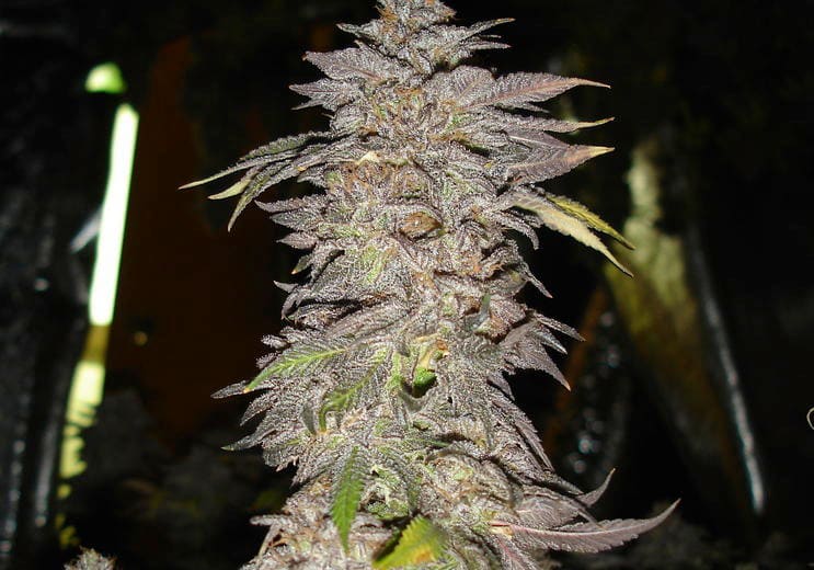 Granddaddy Purple