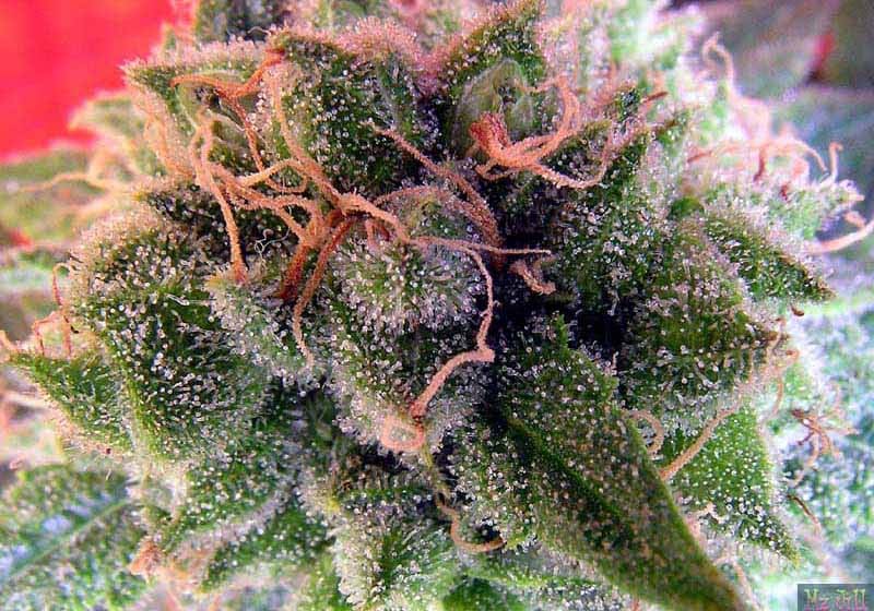 Sweet Tooth
