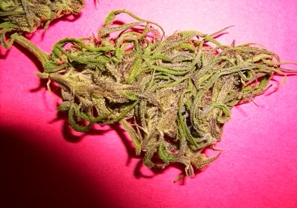 Columbian Gold