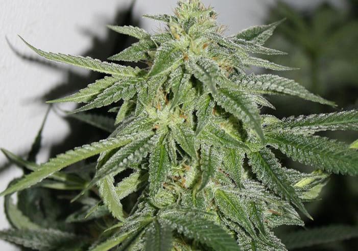 Orange Kush