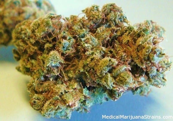 Dutch Treat
