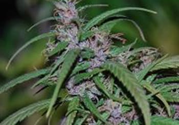 Purple Haze