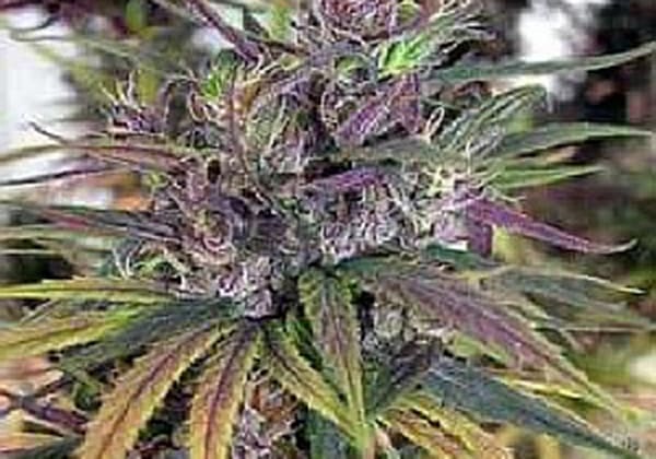 Pakistan Chitral Kush