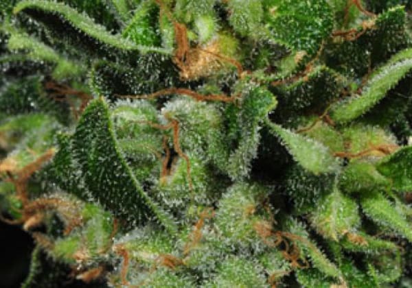 Cold Creek Kush