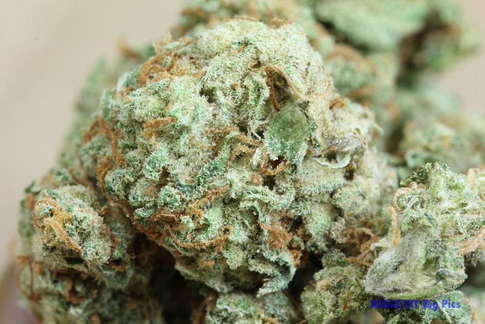 Super Silver Haze