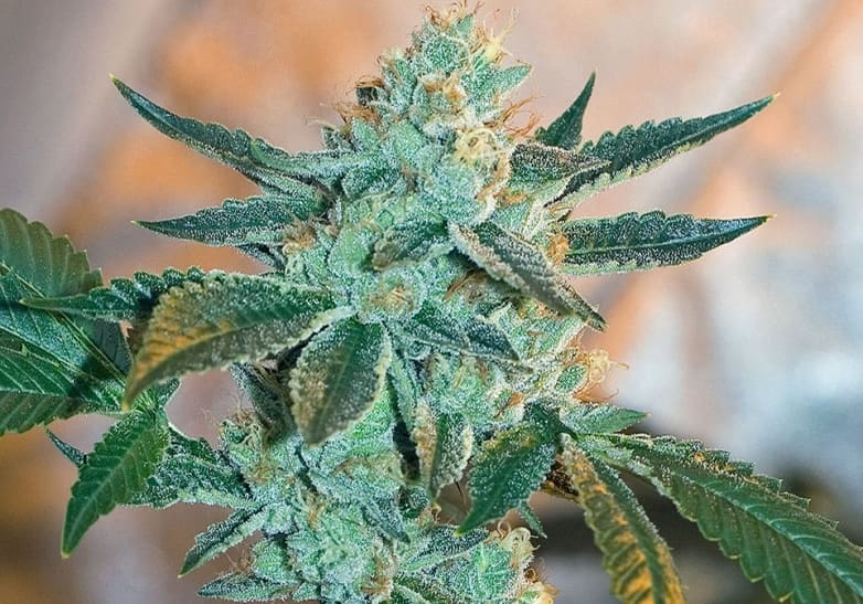 Fire OG Kush (Bx3)