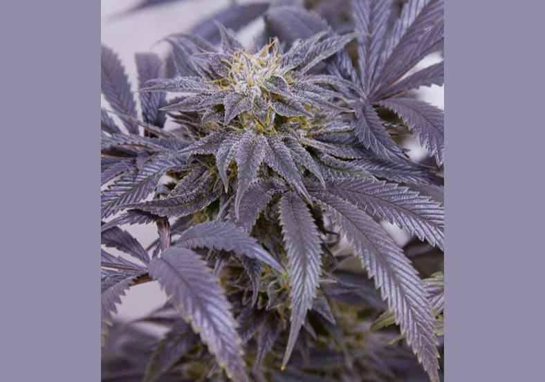 Glass Slipper