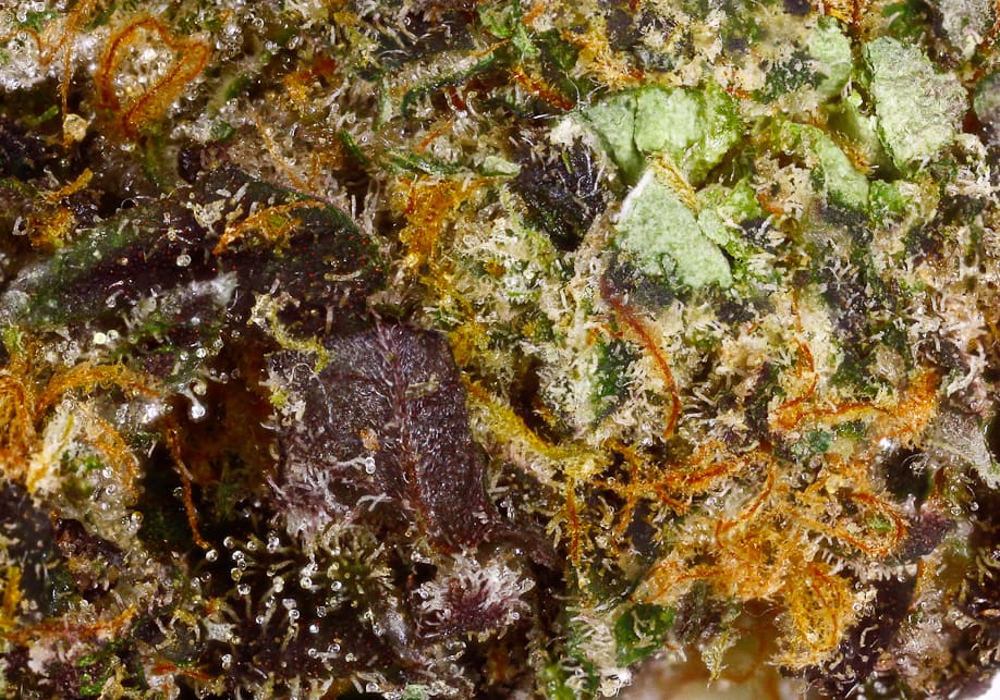 Candyland