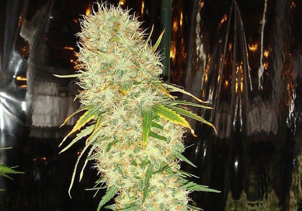 AK-47