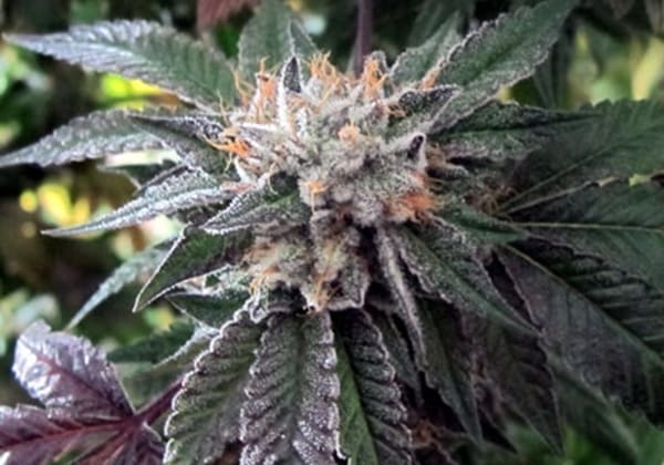 Shiatsu Kush