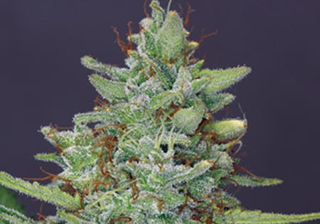 Red Diesel