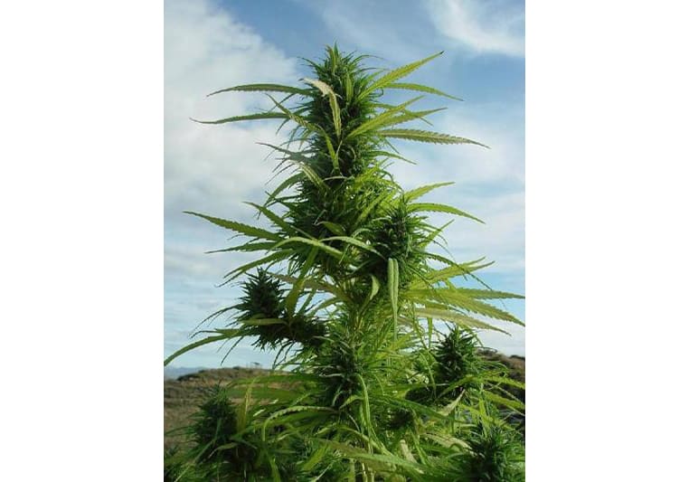 Thai Sativa