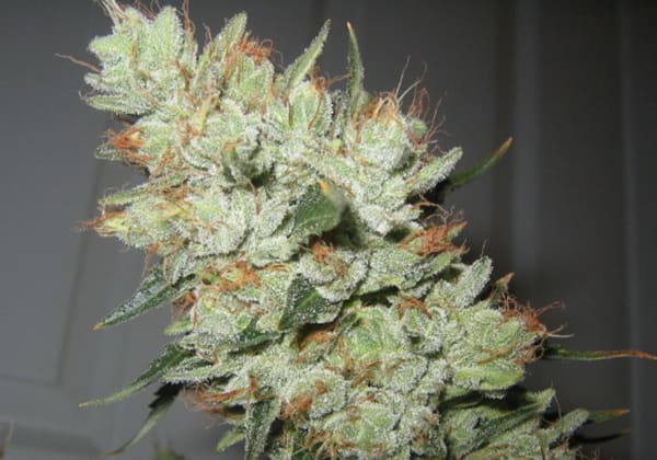 Abusive OG