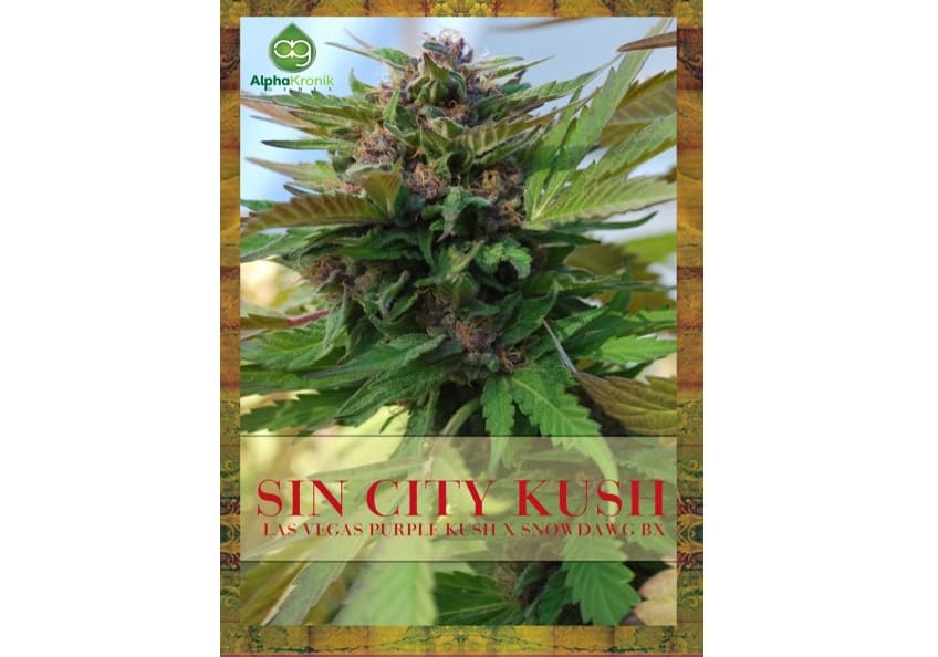 Sin City Kush