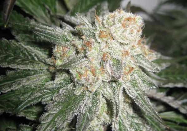 West Coast Dawg