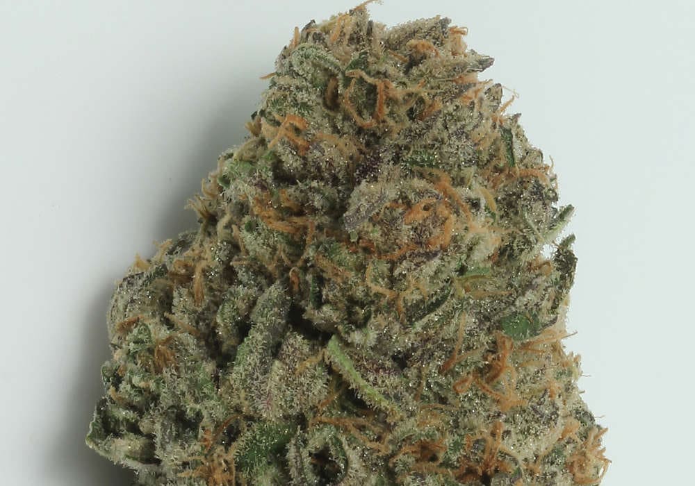 White Dawg