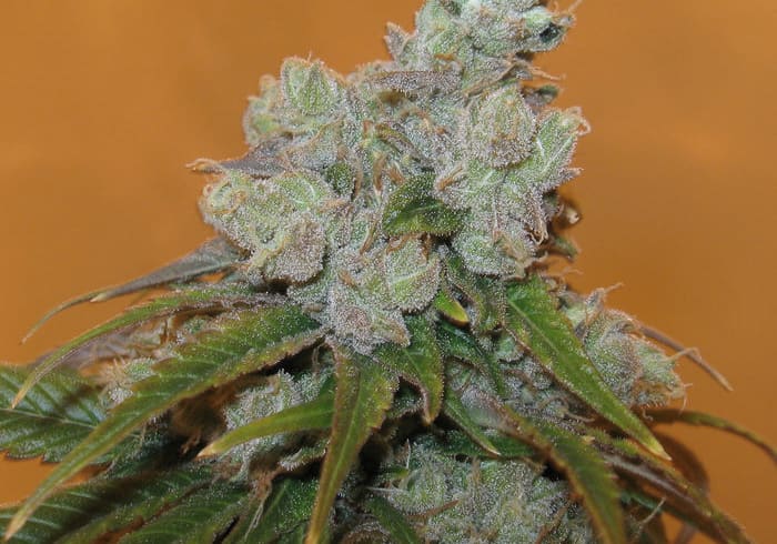 Trainwreck