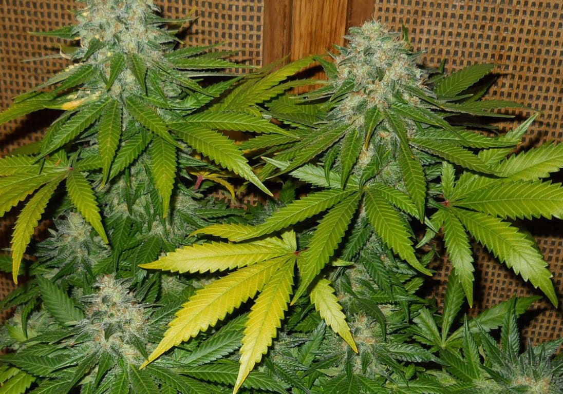 8-ball Kush