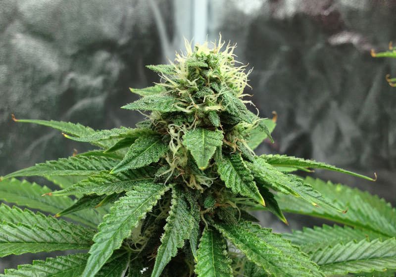 Skywalker OG