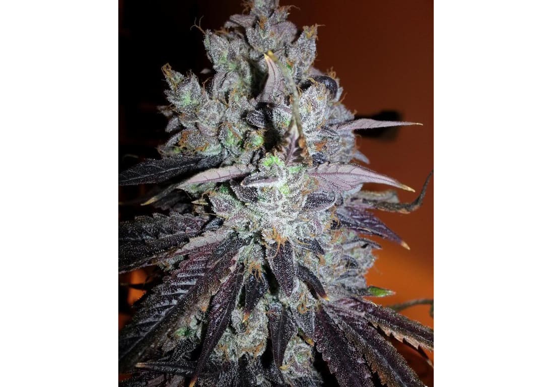 Purple Confidential
