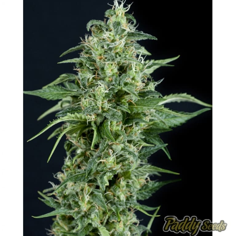 Kryptonite (Pyramid Seeds)