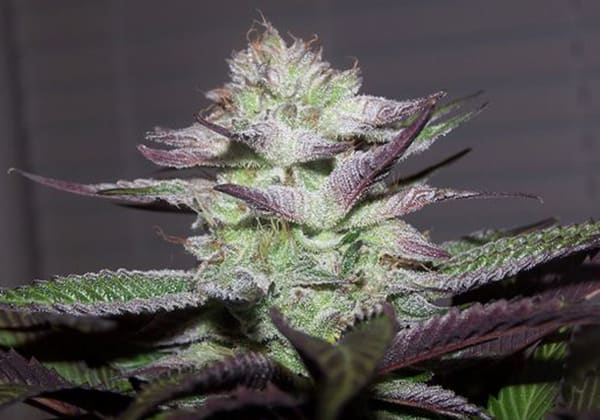 God Bud (BC)