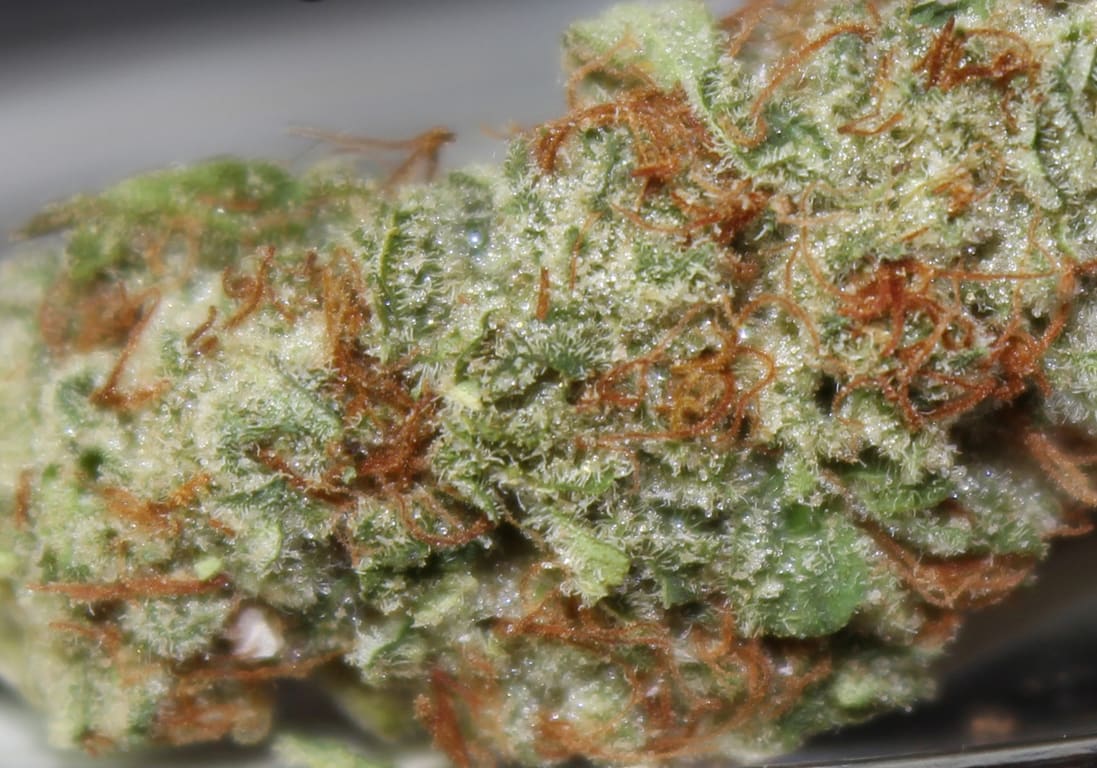 Grapefruit