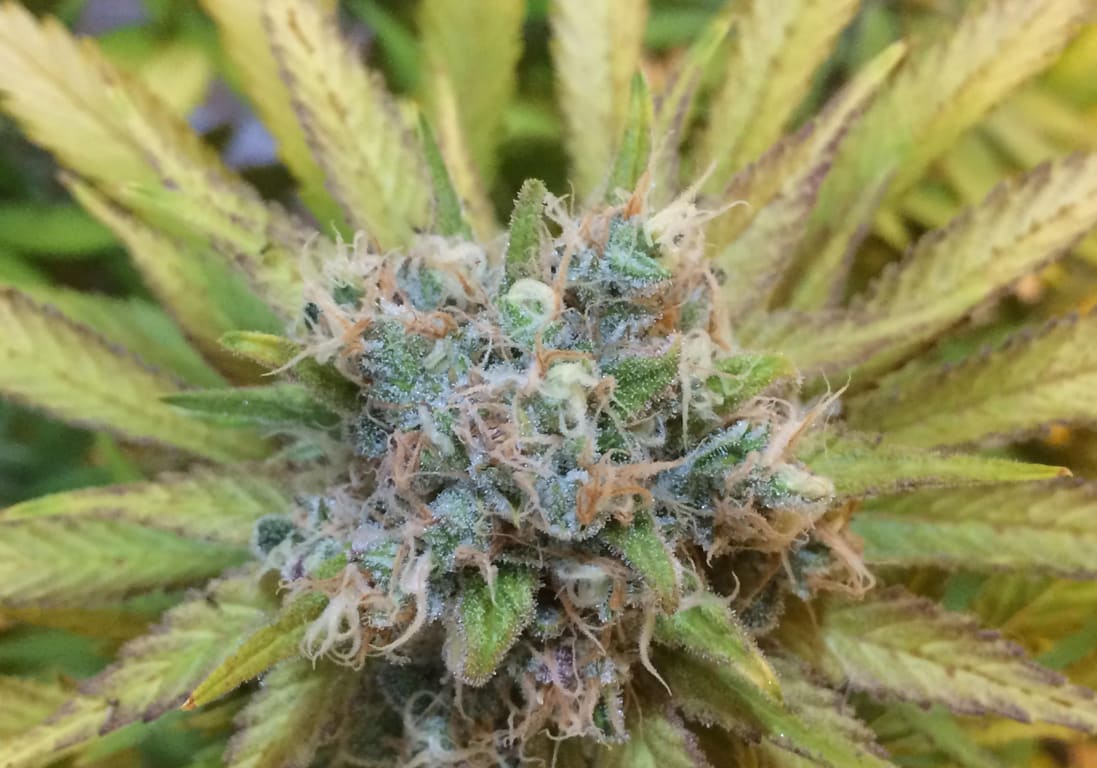 Northern Lights