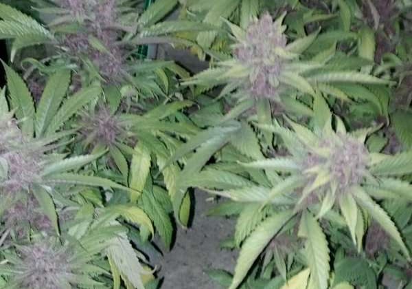 Purps