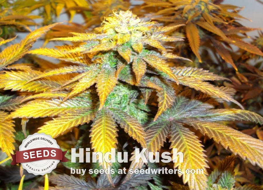 Hindu Kush