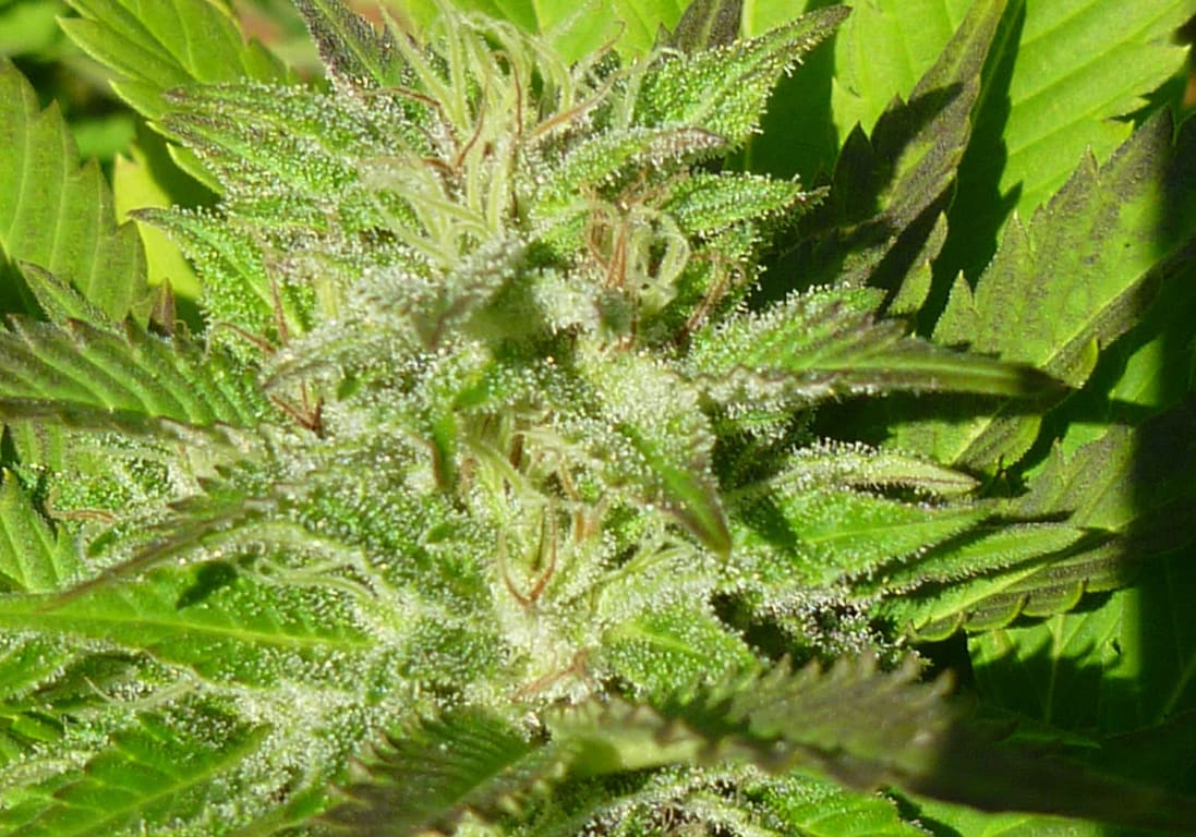 Super Sour OG