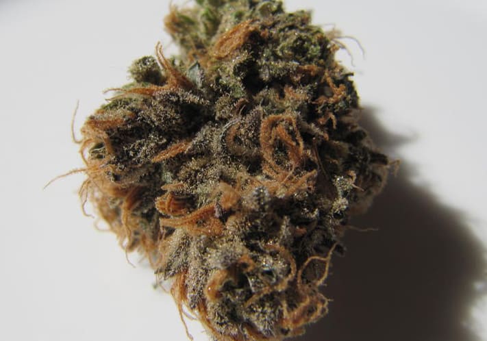 Grape Romulan